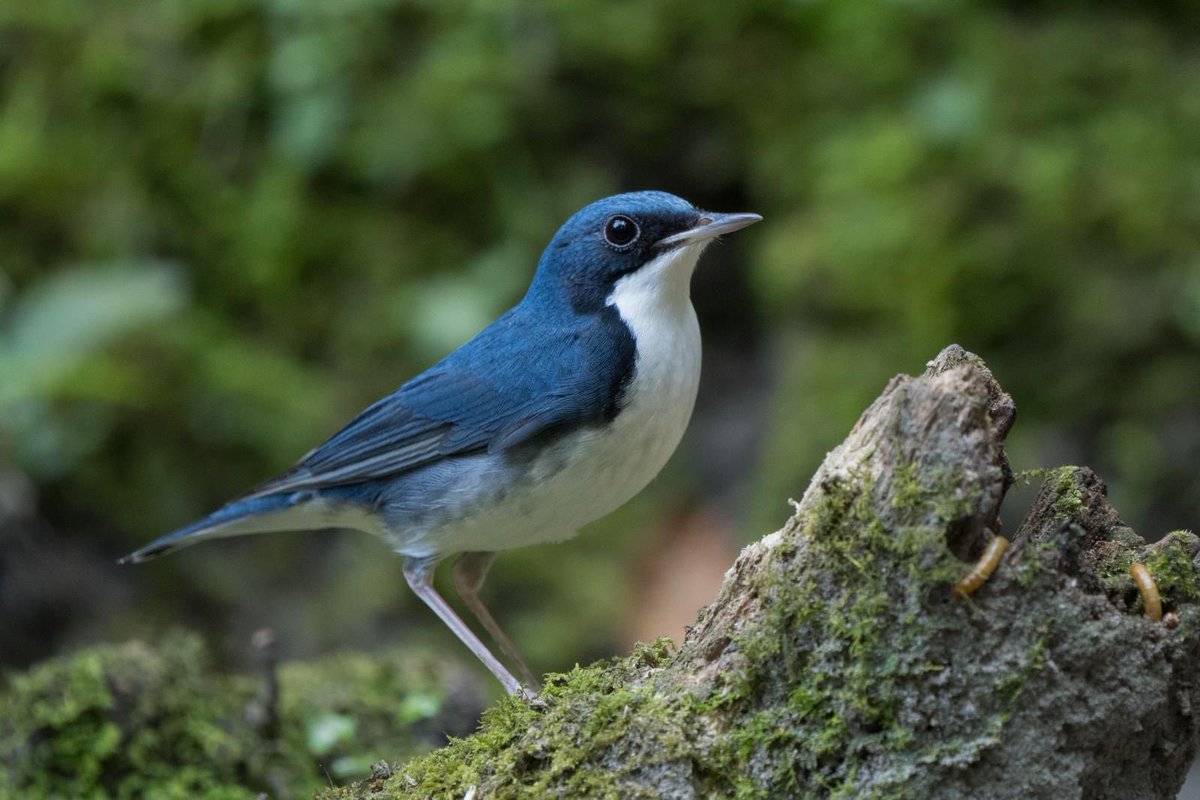 Alan Davies tweet media