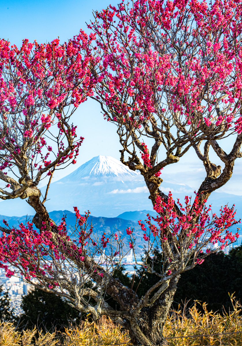 ポムの蒼。(ポムノアオ) (@pomu_iyashi) / Posts / X