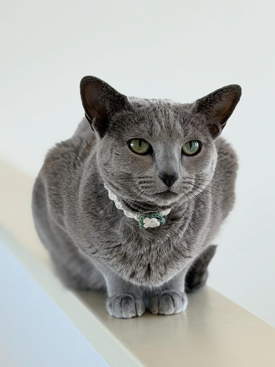 LisaLisa200601's tweet image. おはニャン😸😸

#ねこ
#ロシアンブルー
#リサリサとリリー
#ねこのきもち