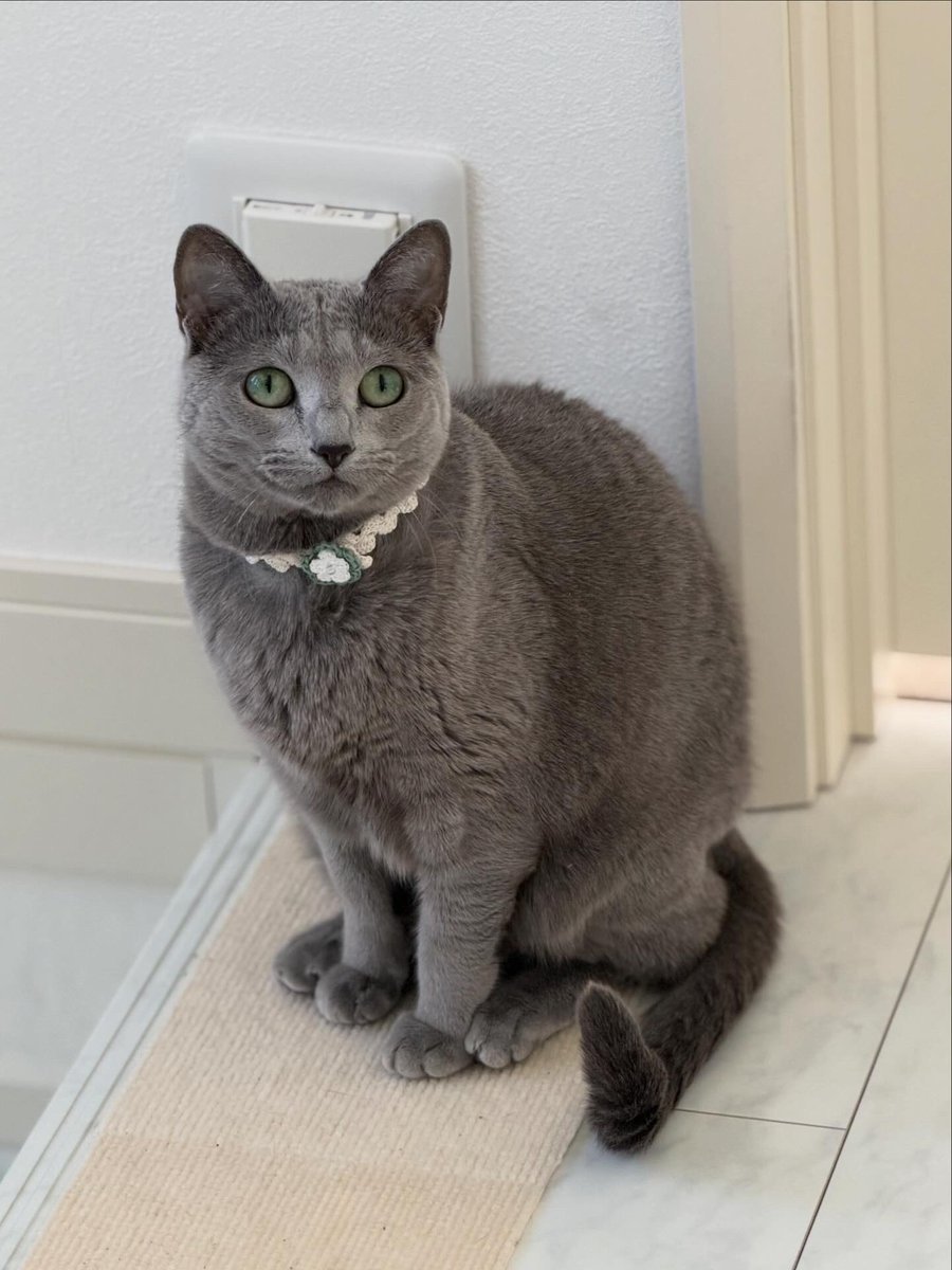 LisaLisa200601's tweet image. おはニャン😸😸

#ねこ
#ロシアンブルー
#リサリサとリリー
#ねこのきもち