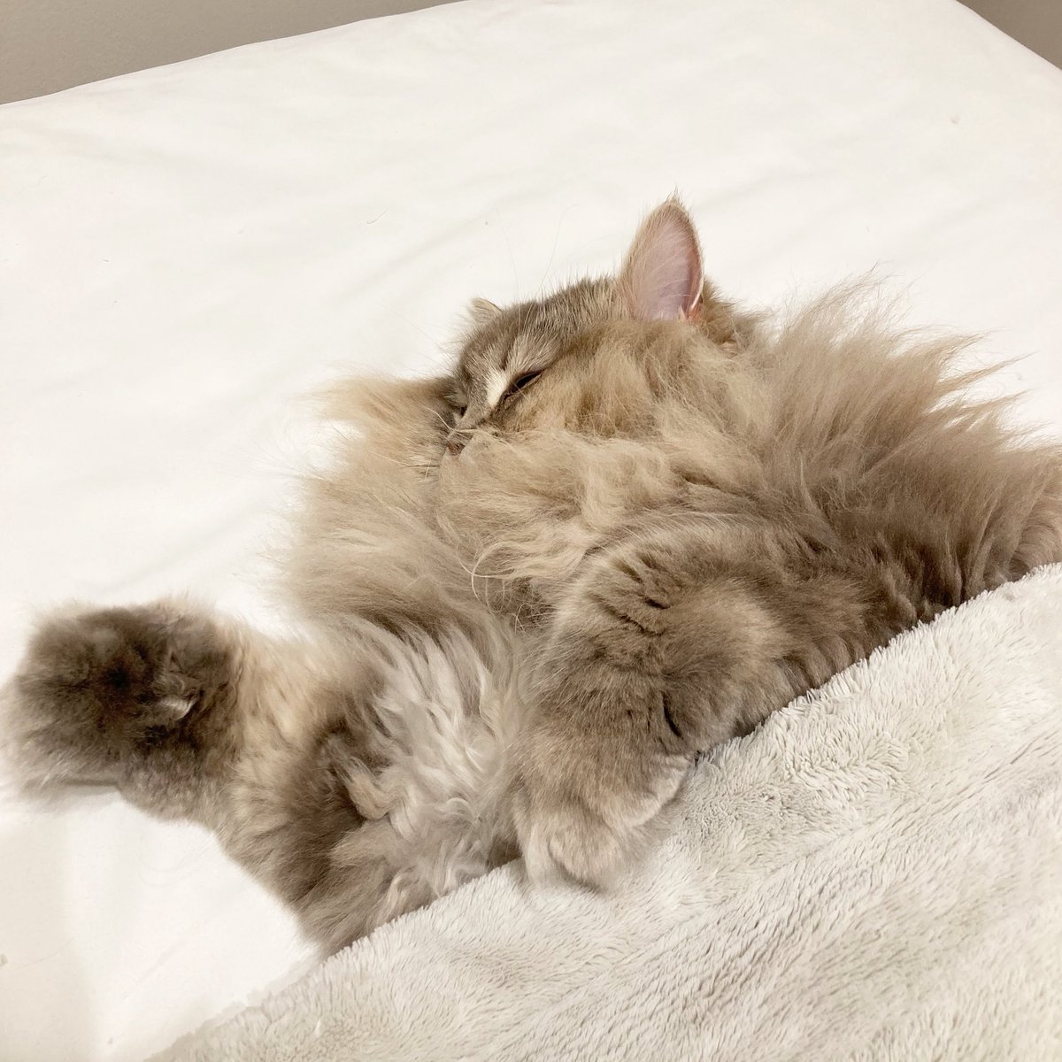 わたあめ (@wataamedetyuyo) / Posts / X