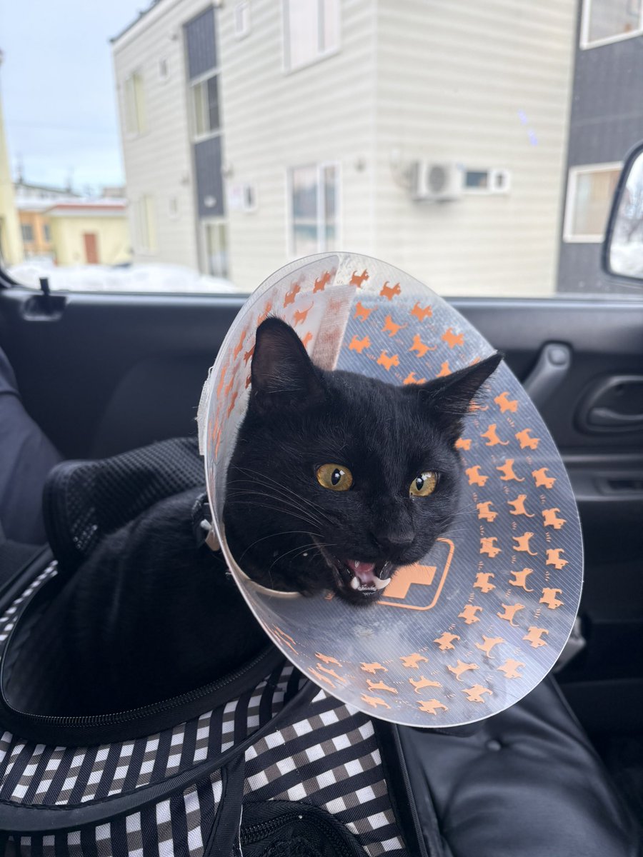 頑張ってきます！！！ω

 #去勢