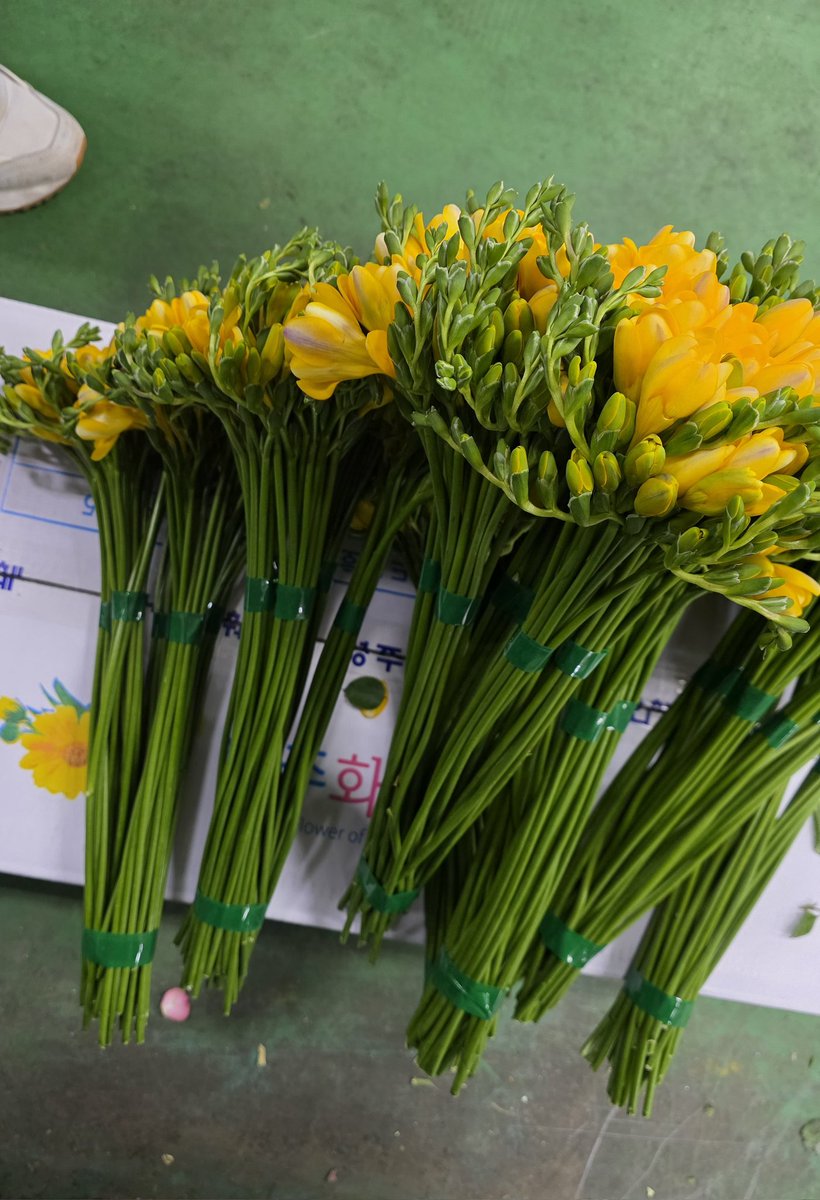 오늘의 예쁨!

짜잔 프리지아가 나와요
라스텔라네 프리지아는 항상 1번화 젤 좋은거!
비싸도 좋은거~ 그게 제일 좋은거~
끝까지 뿅뿅 피는 좋은거로 호로록~~~
(아직 스토어에는 오픈 못했어요....ㅠㅠ)

#라스텔라꽃