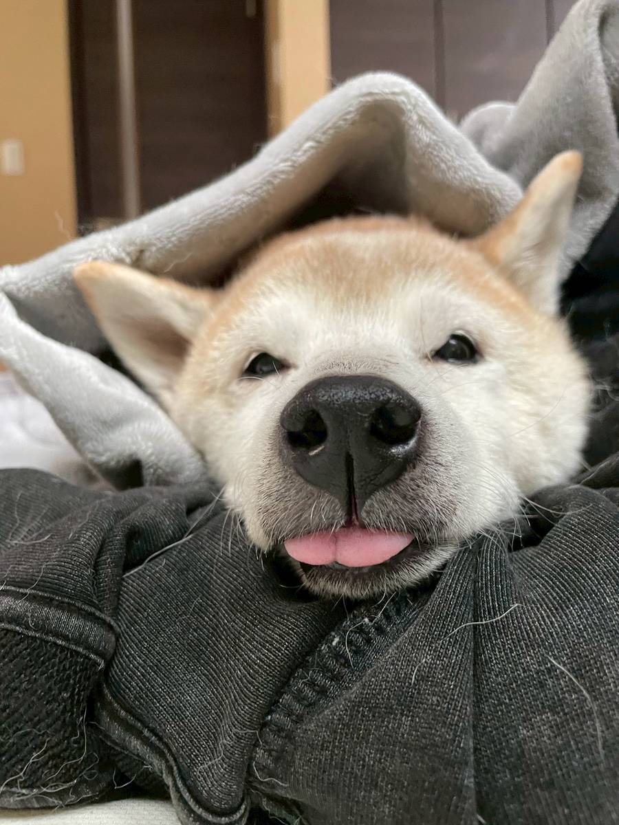 ちゃーくん tweet media