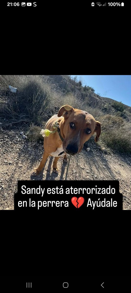 Murcia
Es muy triste mirar a un perro(5años)y saber q no saldra de la perrera,porque es un perro del monton?pues que sepas q Sandy es maravilloso.
Es tranquilo y bueno con 🐕 y 🧑.
Si tu tambien eres del monto como el y quieres un compi,Sandy es tu perro🥹
Contactas? ☎️ 613059145