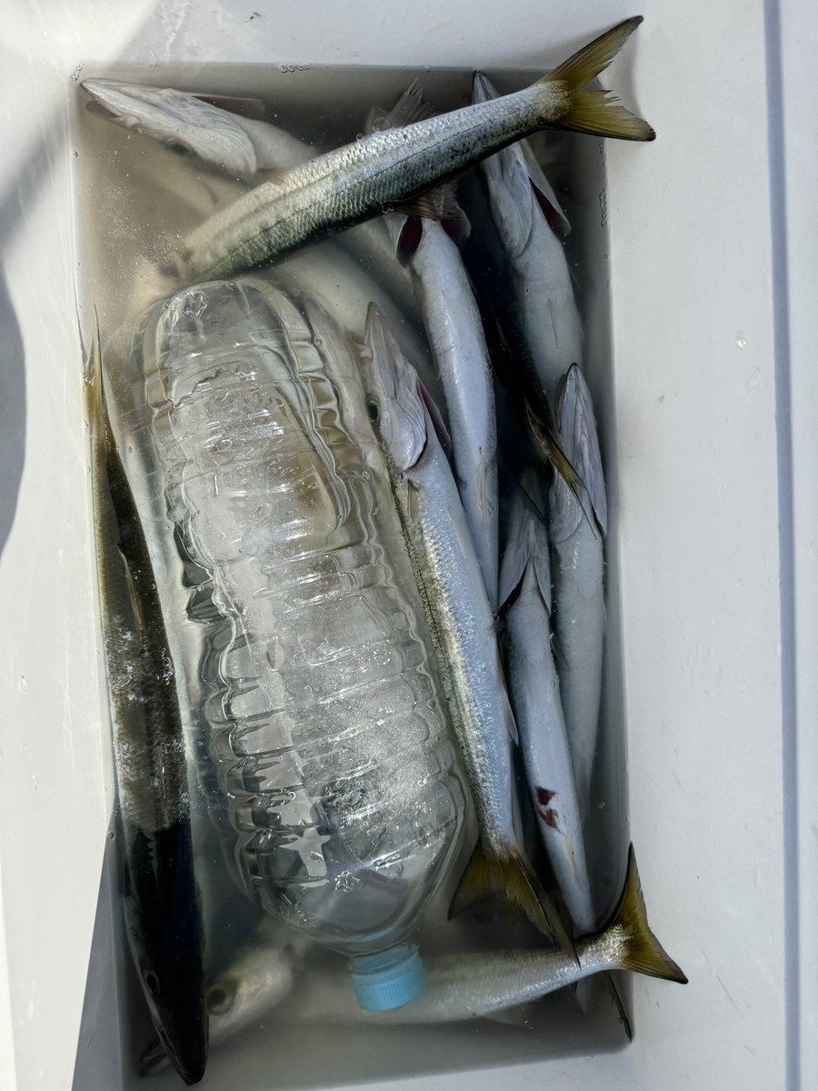 Mu08sw's tweet image. 楽しめた！