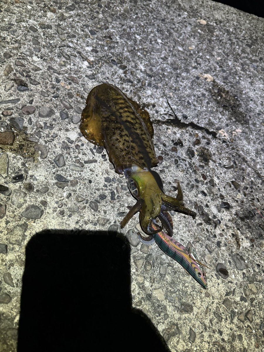 Mu08sw's tweet image. 楽しめた！