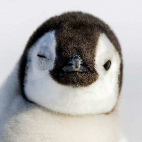 ✨️당신은 행운의 아기 펭귄을 마주쳤습니다.🐧

🔁 이 글을 RT하면
🧊 마음은 차분, 머리는 시원
🍀뒤뚱거려도 안 넘어가는 하루 보내실거에요~!