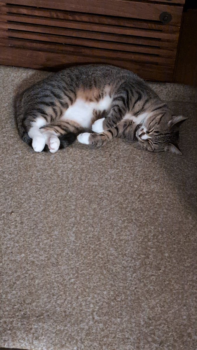 おはようございます☀️3℃ 今週もよろしくお願いいたします〜🐈