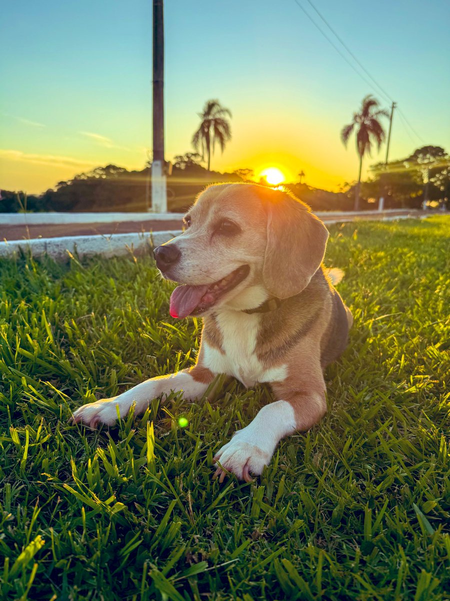 CrossfiteiraT's tweet photo. Nunca vou entender quem maltrata um cão.
Nunca.
Não há justificativa.
Não há perdão.
Não há nada que possa justificar.
#justicapororelha e por todos os cães que foram vítimas da maldade humana! https://t.co/O1hW8rByUL