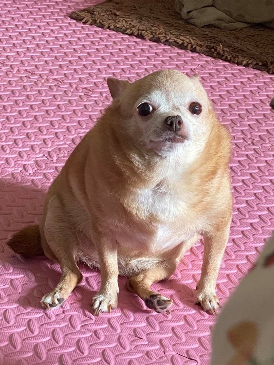 💖 (@twaniimals) on Twitter photo 