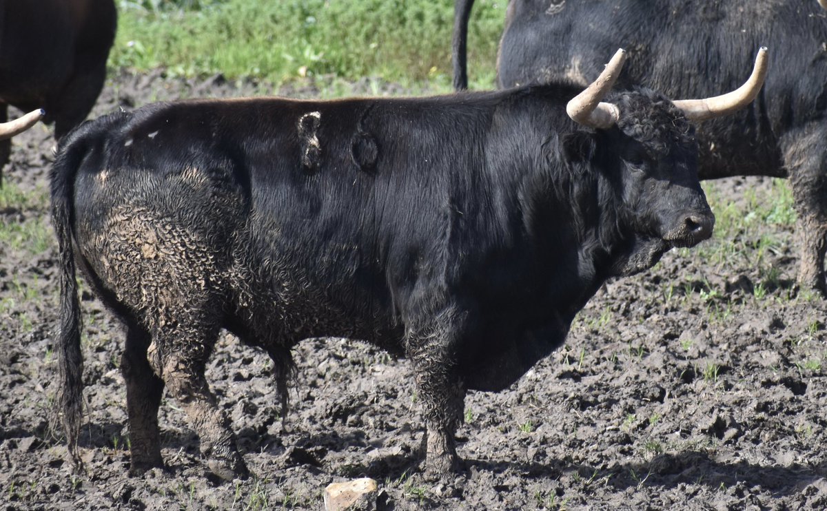 La_Palmosilla,Oficial tweet media