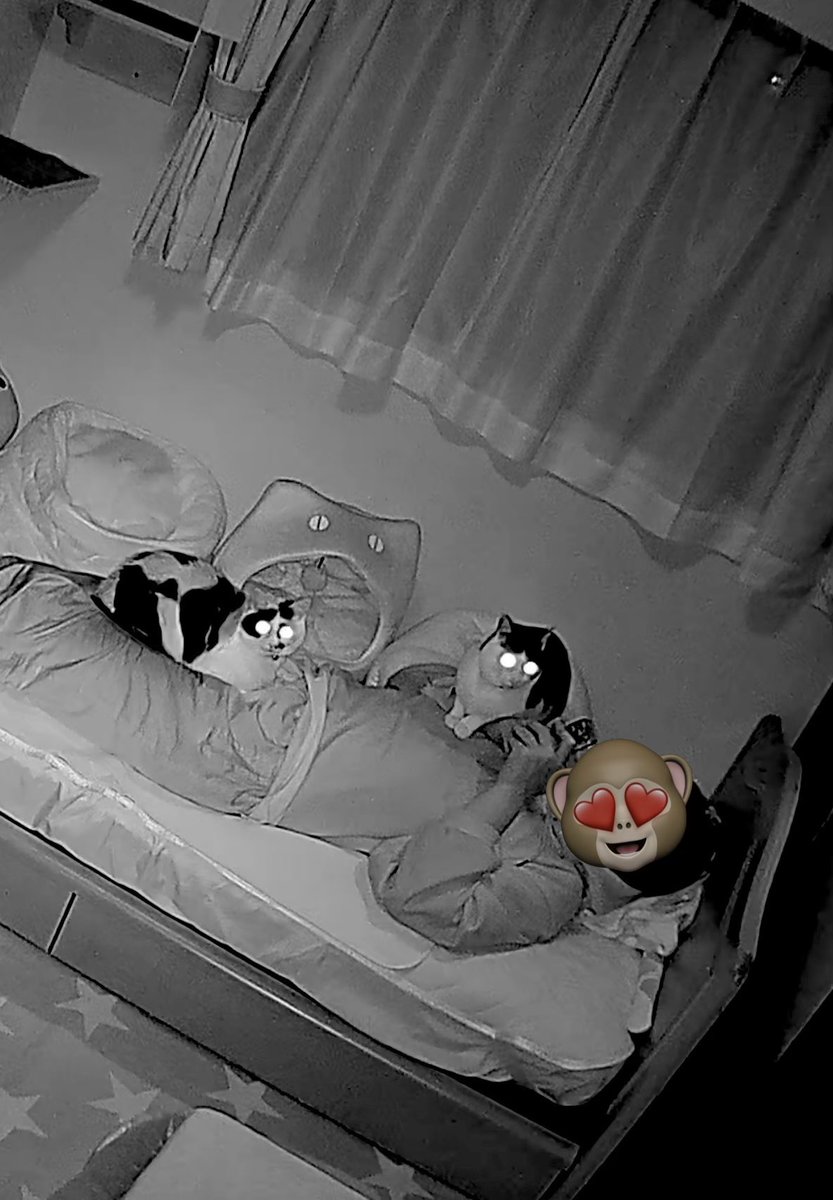 【ペットカメラ】
寝てるところを襲われたみたい🤣🤣🤣
猫ビームがキラーン⚡️✨✨

幸せな光景だね❣️