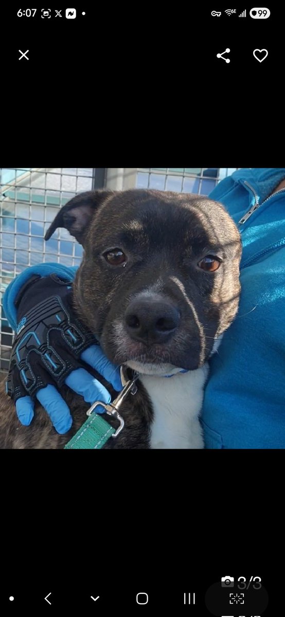MyBoxerLuvMac1's tweet photo. 💔Fernando💔
#NYCACC #245991 2y
▪️Listed TBK: 2/3💉
#RescueOnly
Precious sweetie's💔, after his family had maje heartbreaking decision 2 take him to 🚔 & drop him off, 2 have a better life.
He's known love & deserves 2 do so again!
The fear/sadness in his eyes is palpable.
Great boy in scary place!
Darling needs loving, N.East #Foster, 4 security, 2 decompress.
DM @CathyPolicky
Pls #pledge
💞F
https://t.co/uvQcr8OI5V