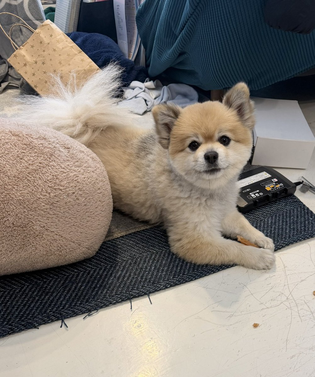 デカポメ🐶⛩️ポルくん🗼 (@AccessoryshopF) / Posts / X
