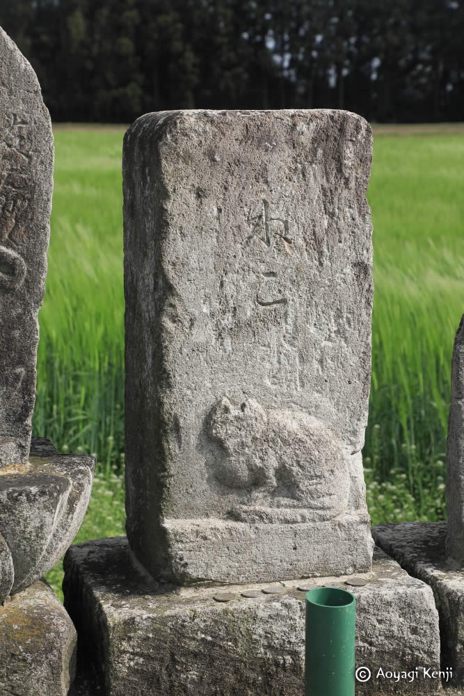 どうして昔は犬と違って猫を「辻」に葬り猫塚を置いたのか。

一説には猫は執念深いので怨念が出ないように往来の人々に踏み固めてもらうため辻に埋めたという。または、たくさんの人に拝んでもらうために辻に葬ったという話もあります。（『猫の民俗学』）

#猫 #猫塚