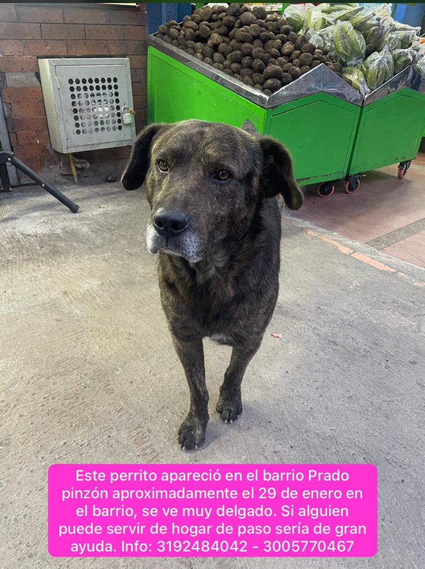 RT porfa 🙏🏻 <a href="/SaninPazC/">Carolina Sanín</a> <a href="/VLADDO/">Vladdo</a> <a href="/AsociacionMi/">Asociacion de Protección Animal Mi Mejor Amigo</a>