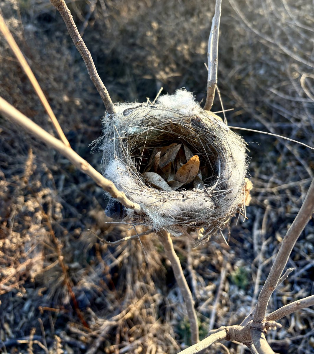 Hummingbird nest. 🪺