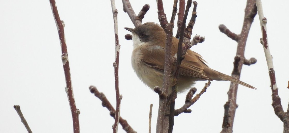 EcolaEvans's tweet photo. More of the 2 Siberian Whitethroats
and one of 3 Black Redstarts in the gardens at Seaton, Devon, this morning. @DevonWildlife @_BTO @RSPBEngland #DevonBirds https://t.co/xWvMHxONbB