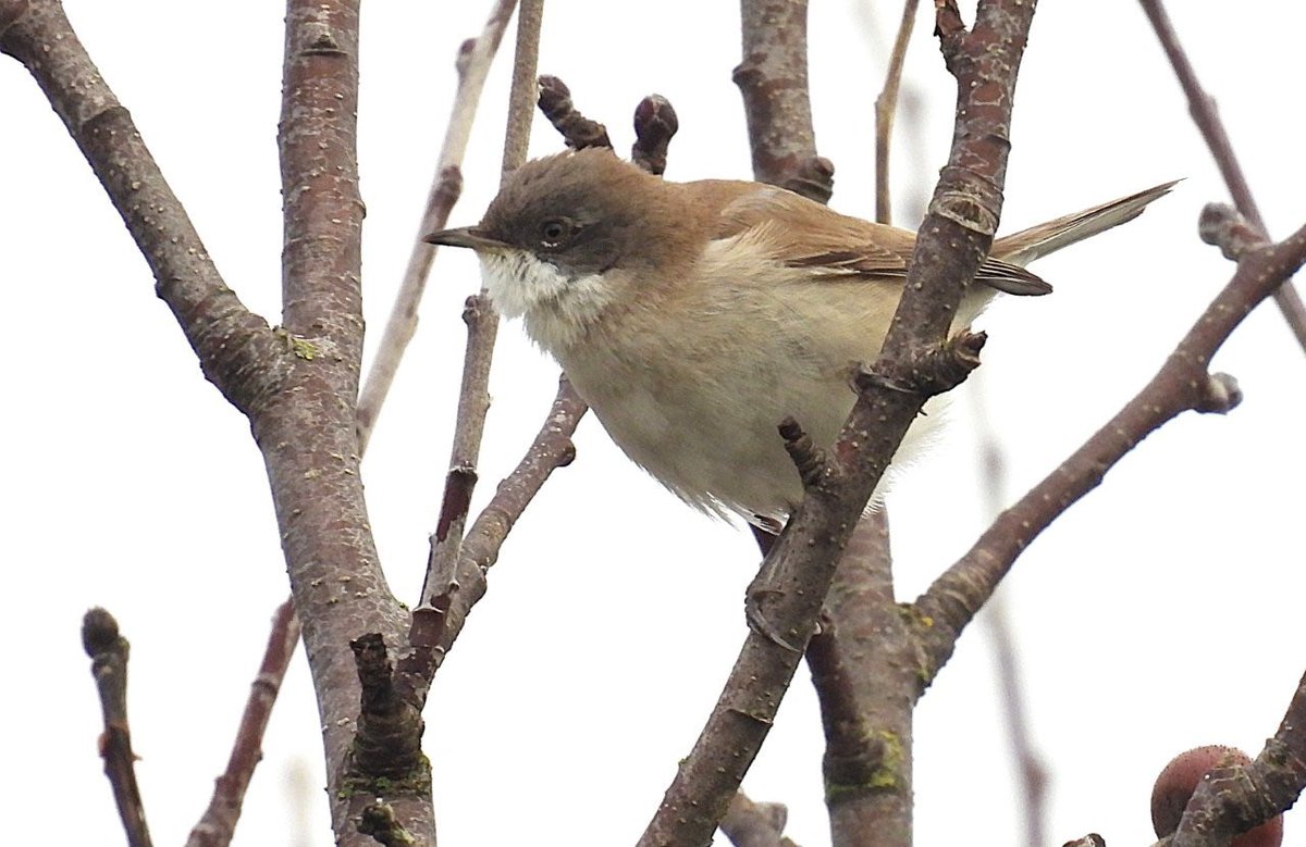 EcolaEvans's tweet photo. More of the 2 Siberian Whitethroats
and one of 3 Black Redstarts in the gardens at Seaton, Devon, this morning. @DevonWildlife @_BTO @RSPBEngland #DevonBirds https://t.co/xWvMHxONbB