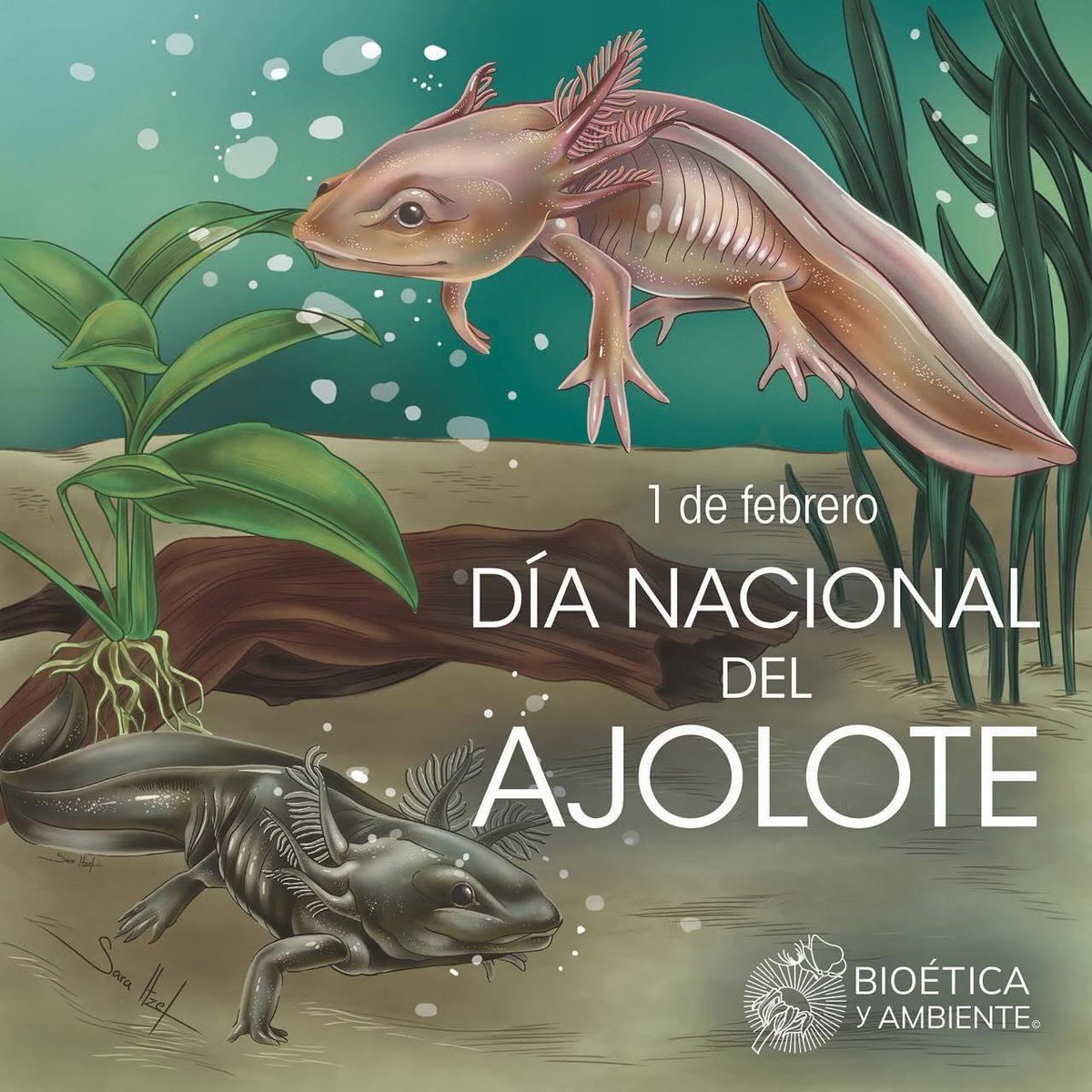 1 de febrero Día Nacional del #Ajolote
#AXOLOTL proviene de ATL (“agua”) y Xolotl (“perro o monstruo): “#PERRO DE #AGUA O #MONSTRUO DE AGUA”. La alarmante contaminación y desecación de los canales de #Xochimilco representa el mayor desafío para su #esperanza de #vida.