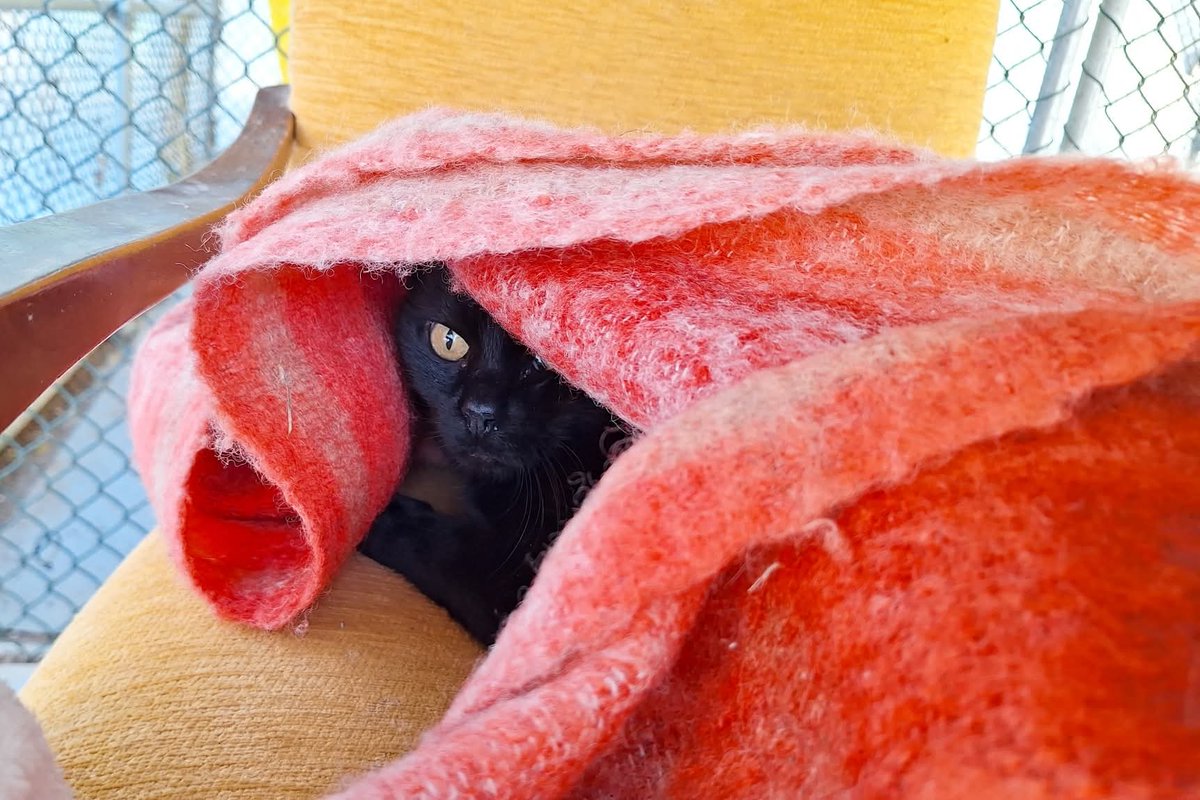 Gattile di Cuneo,Kiki passa la sua vita nascosta sotto le coperte,Persona anziana muore e del gatto che si fa?Nulla😿Lei ha passato mesi in casa, da sola ha patito tantissimo la solitudine e da noi x il momento,non ha ancora intenzione di farsi coccolare 😥5 anni 3491445712