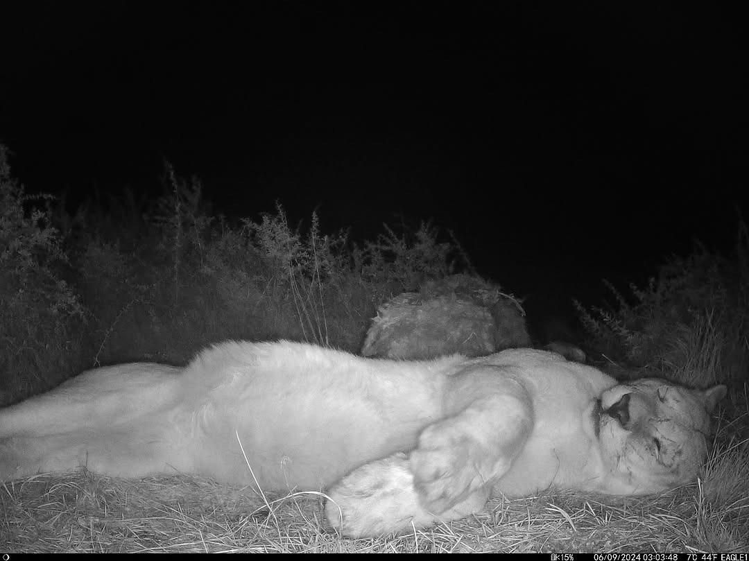 Camera traps capture the moment a sleepy mountain lion decides to take a nap next to them.