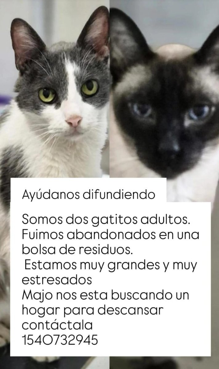 Están en Montecastro,Caba.
Los abandonaron adentro de una bolsa de basura y lrpmqlp!!!!