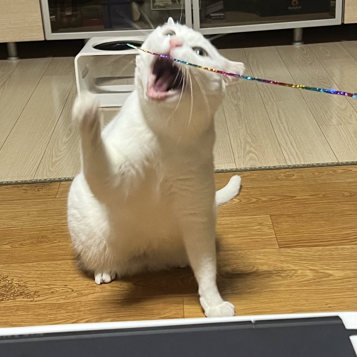 cutecat_MM's tweet photo. https://t.co/PEEqJzZwzO