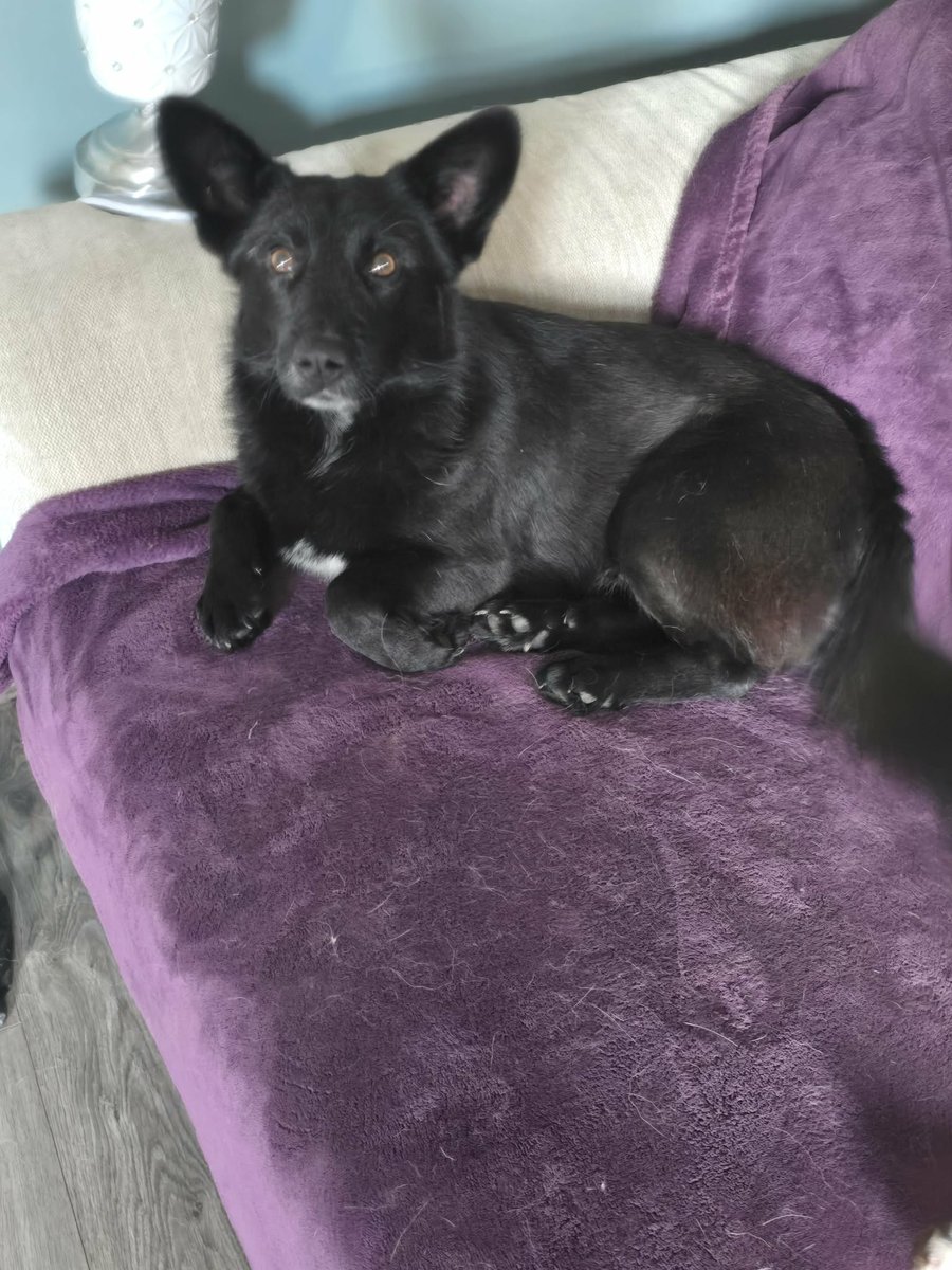 Bob is in foster in #Worcestershire and is a mixed breed corgi sized dog. He is around 3 yrs old. He would require a small to medium sized garden. He’s great with other dogs. Not cat friendly. Children over the age of 10+
amiciidogrescue.org.uk/adopt-a-dog
ADOPT FEE: £480
#Pershore #Malvern