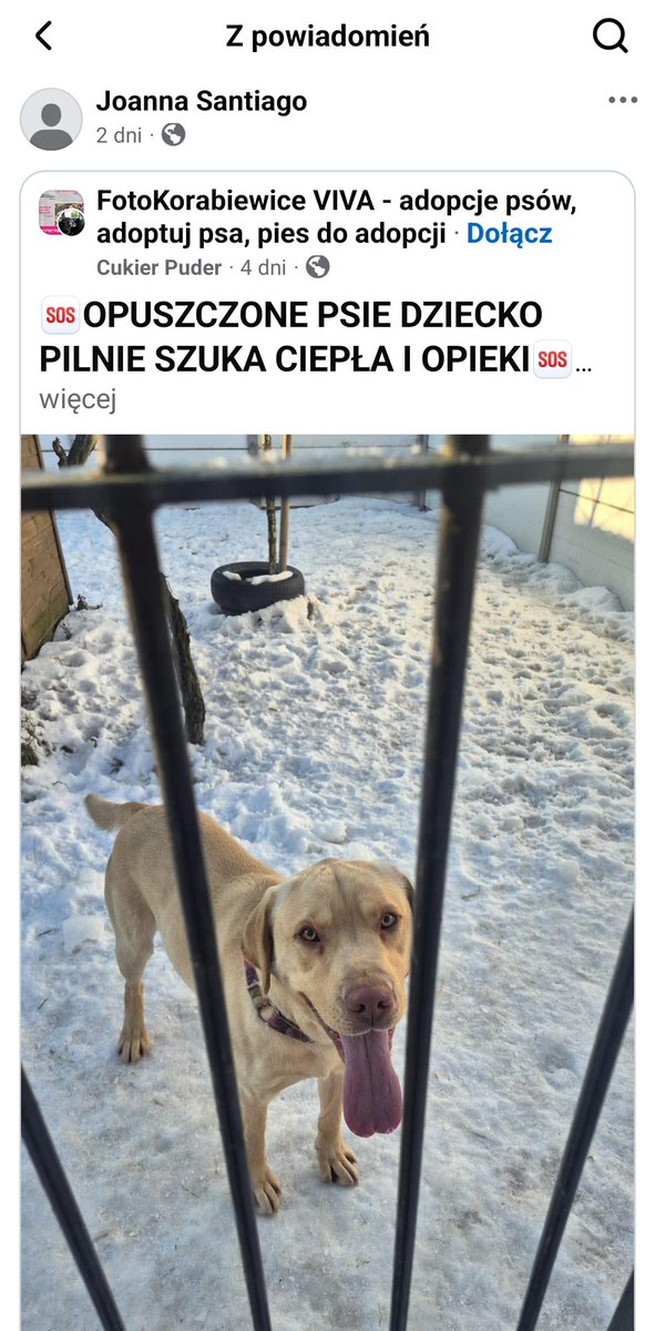 Ten słodki młodzian ❤️❤️❤️obecnie przebywa w Korabiewicach. 

Tel. 519-615-975

facebook.com/share/p/1DaUnK…