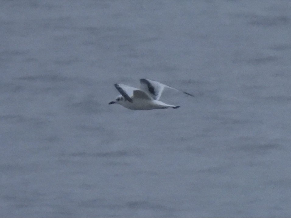 My first Kittiwake of the year at Weybourne this morning