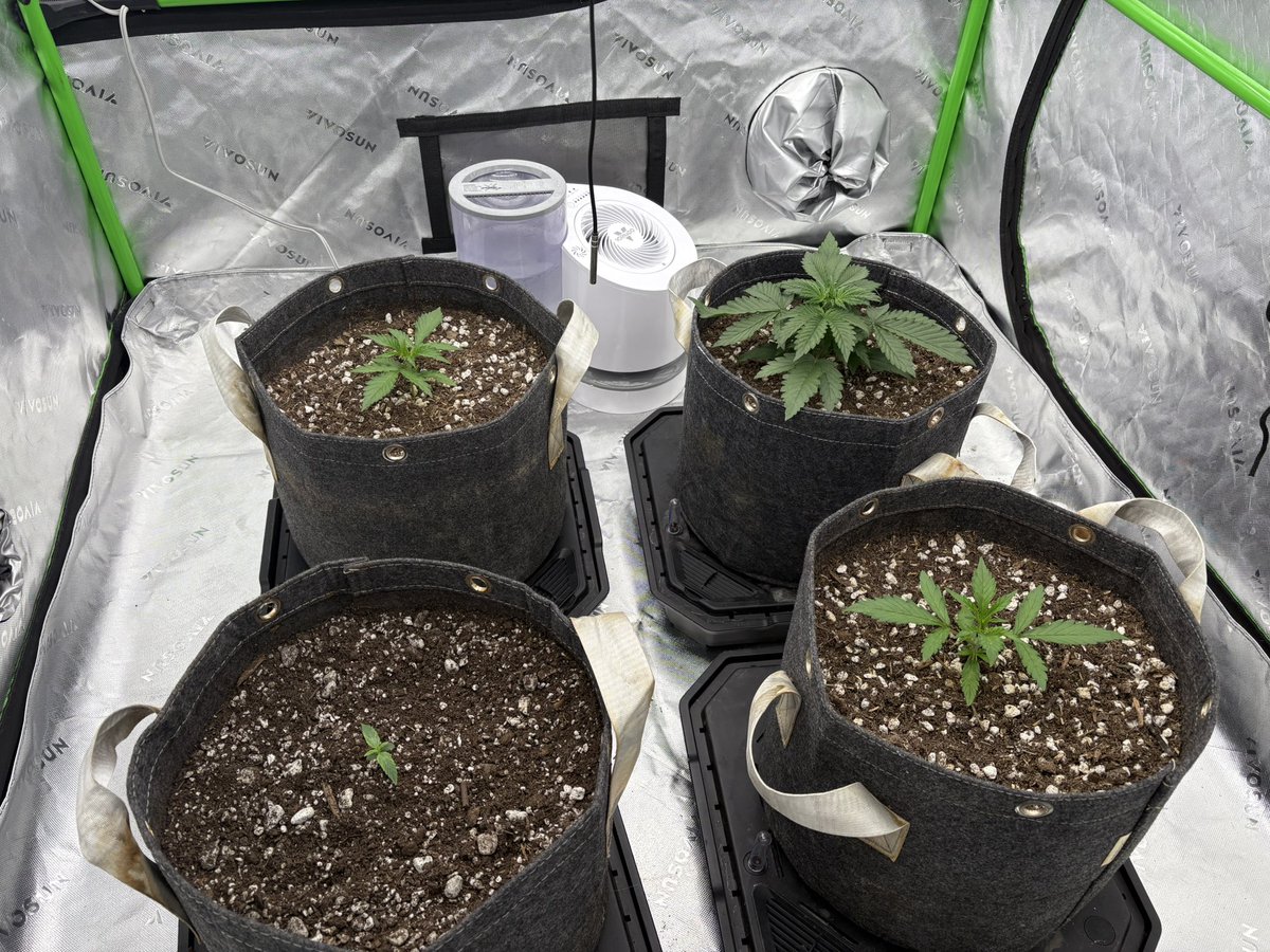 The seedling is adjusting, and has thrown a second node. I am going to stay up until lights off tomorrow and give her an Epsom foliar spray… I think she will prevail! The Strawbs G babies are progressing as they should, all will get water tomorrow! Let’s grow baby!!!