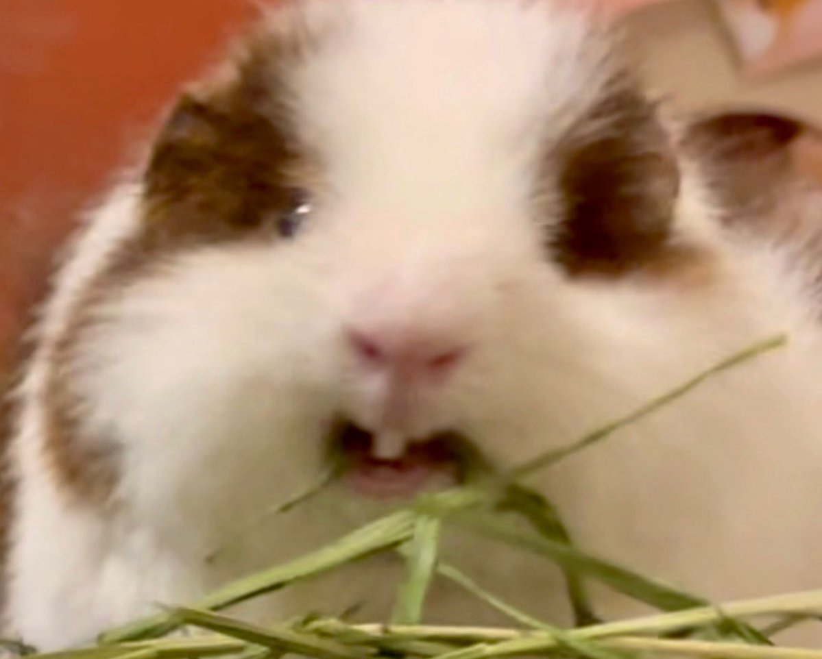 cossori1's tweet image. #TLにモルモットのドアップ画像をあげて人々を幸せにしよう計画

まえゔぁっはっはっはあ！