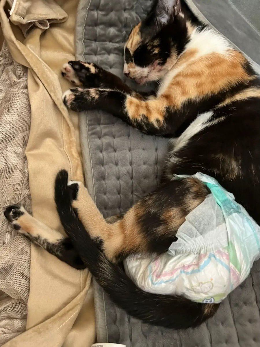 حنان الحربي 🐈 tweet media