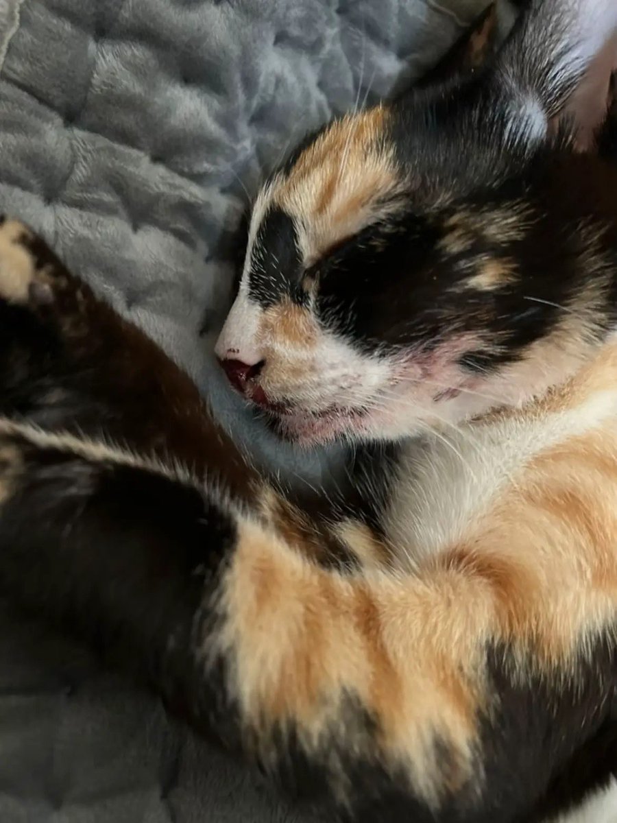 حنان الحربي 🐈 tweet media