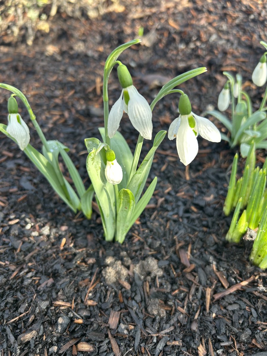 At last! Some sunshine after all the grey wet  days of January! Had a lovely walk ⁦<a href="/RHSHarlowCarr/">RHS Harlow Carr</a>⁩ this morning and saw some signs that spring is round the corner 😊 #happydays