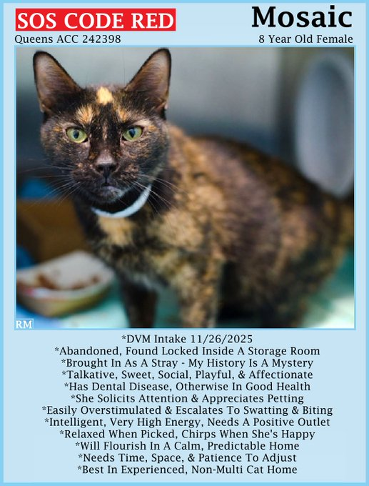 🆘CODE RED🆘RELISTED TBK TUE 2/3/26🆘🙏🏾PLZ SHARE🆘
🙏🏾PLZ #PLEDGE 2 SAVE MY LIFE
💝Sweet 8YO #Senior #Tortie Kitty "MOSIAC"💝
😿💔Abandoned, Came In As Stray, Challenging Behavior
🚨Needs #Adoption #Rescue #Foster🚨
⏩242398 facebook.com/photo/?fbid=11…
🙏🏽#AdoptDontShop
#Queens #NYCACC