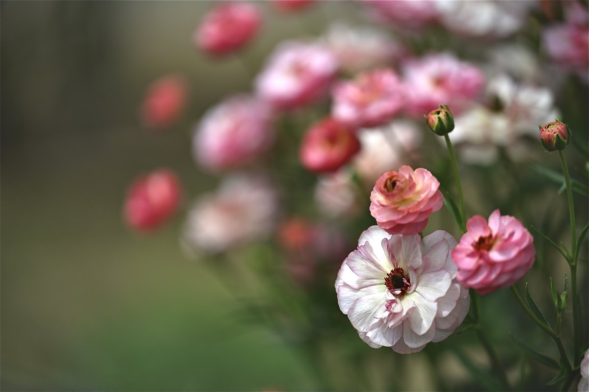 kazumi (@zf1118kazumi) / Posts / X