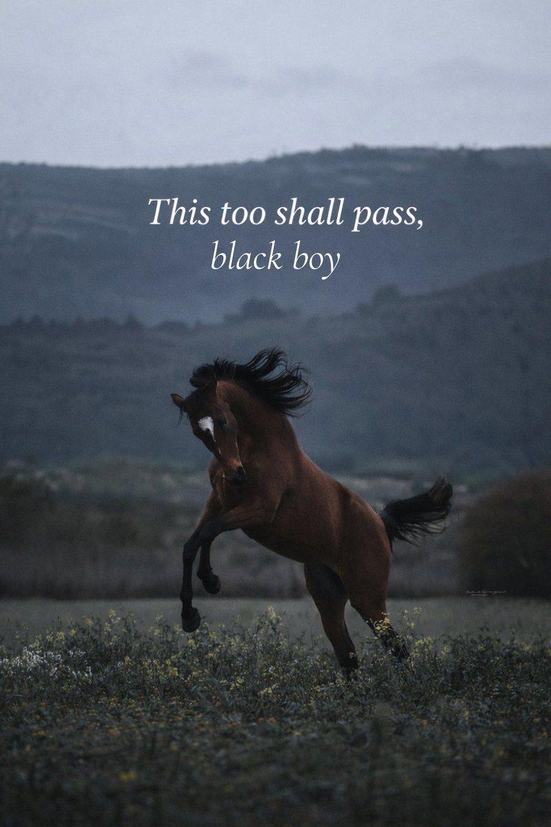 Reassuring Horse tweet media