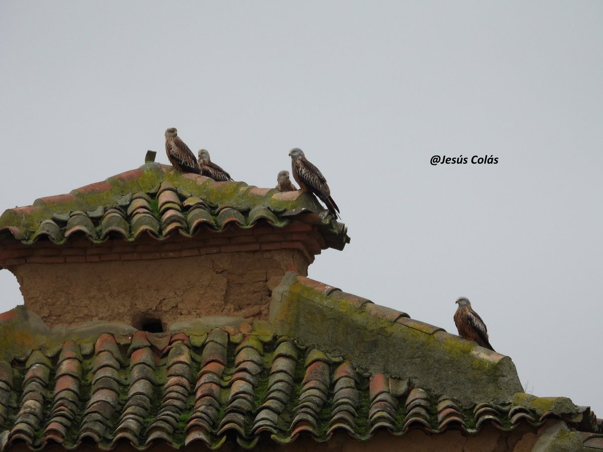 Jesús Colás tweet media