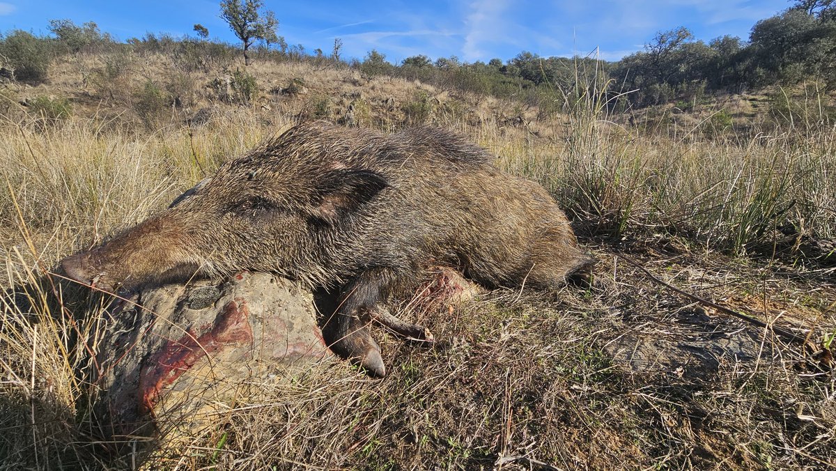 EL JABALI EN MONTERIA, DE LOS LANCES MAS EMOCIONANTES 🐗🌳💥

#cazaesp #monteriaenextremadura #monteria #cazamayor #cazadejabali