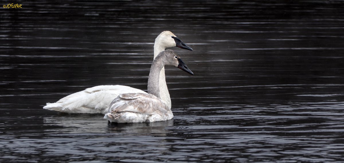 harry_fosters's tweet image. Great day yesterday Photographing some #Trumpeter #Swans at #CarletonPlace, Ontario.