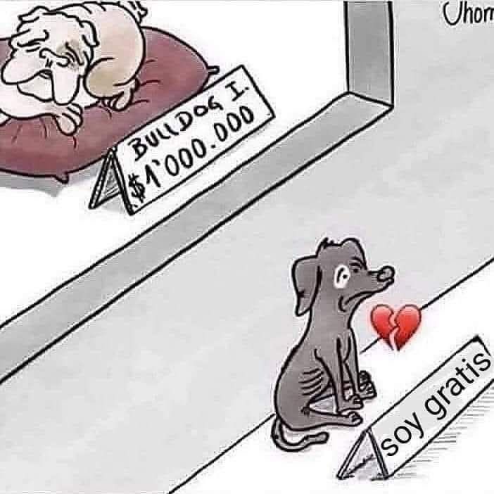 Adopten a un perrito callejero, aunque esté viejito. 🖤