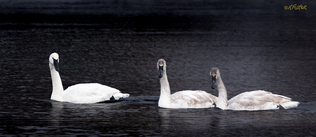 harry_fosters's tweet image. Great day yesterday Photographing some #Trumpeter #Swans at #CarletonPlace, Ontario.