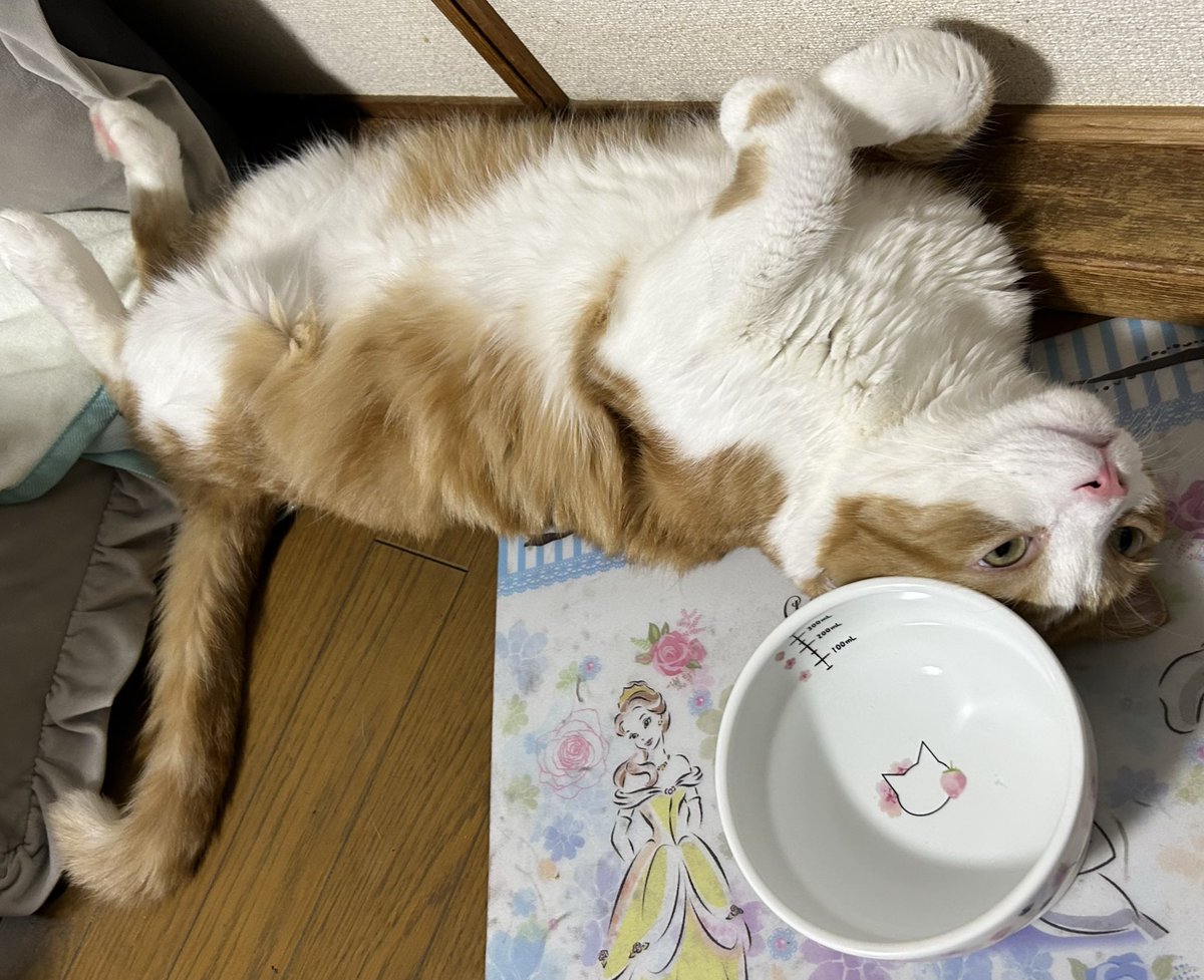 朝ごはんっ❗️
朝ごはんっ‼️🍚🙏🙀🌀
#ねこ
#猫好きさんと繋がりたい 
#猫がいる生活
#cat
#キンカロー
#朝ごはん
#おねだり
#懇願