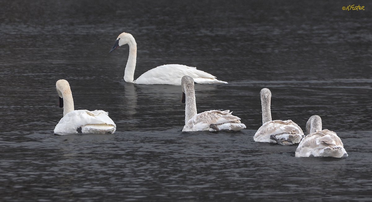 harry_fosters's tweet image. Great day yesterday Photographing some #Trumpeter #Swans at #CarletonPlace, Ontario.