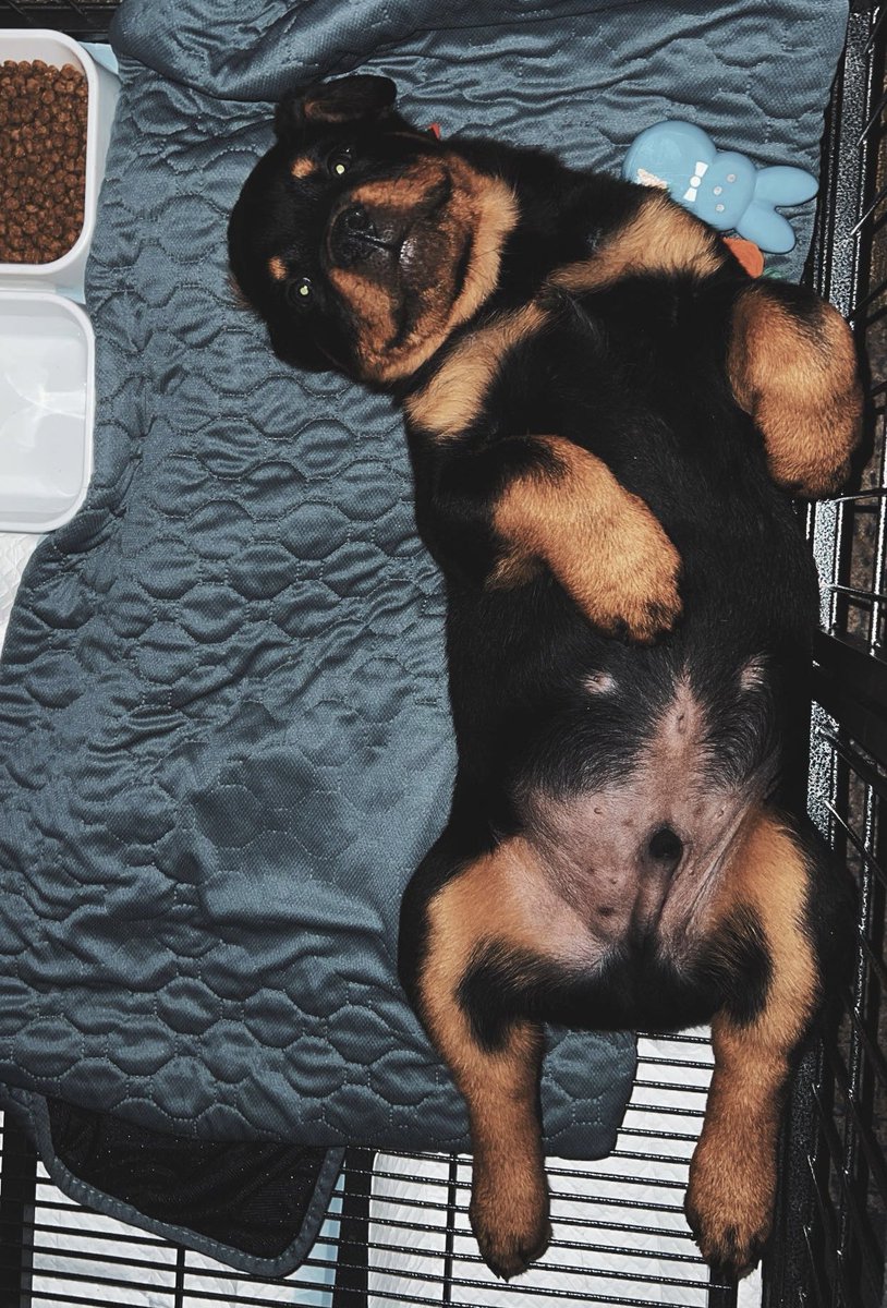 jaymee ꕤ tweet media