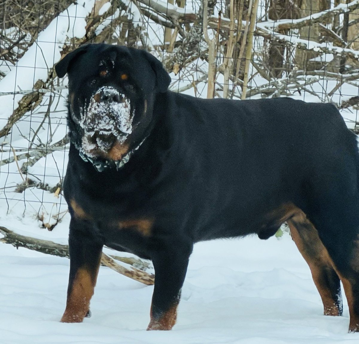 jaymee ꕤ tweet media