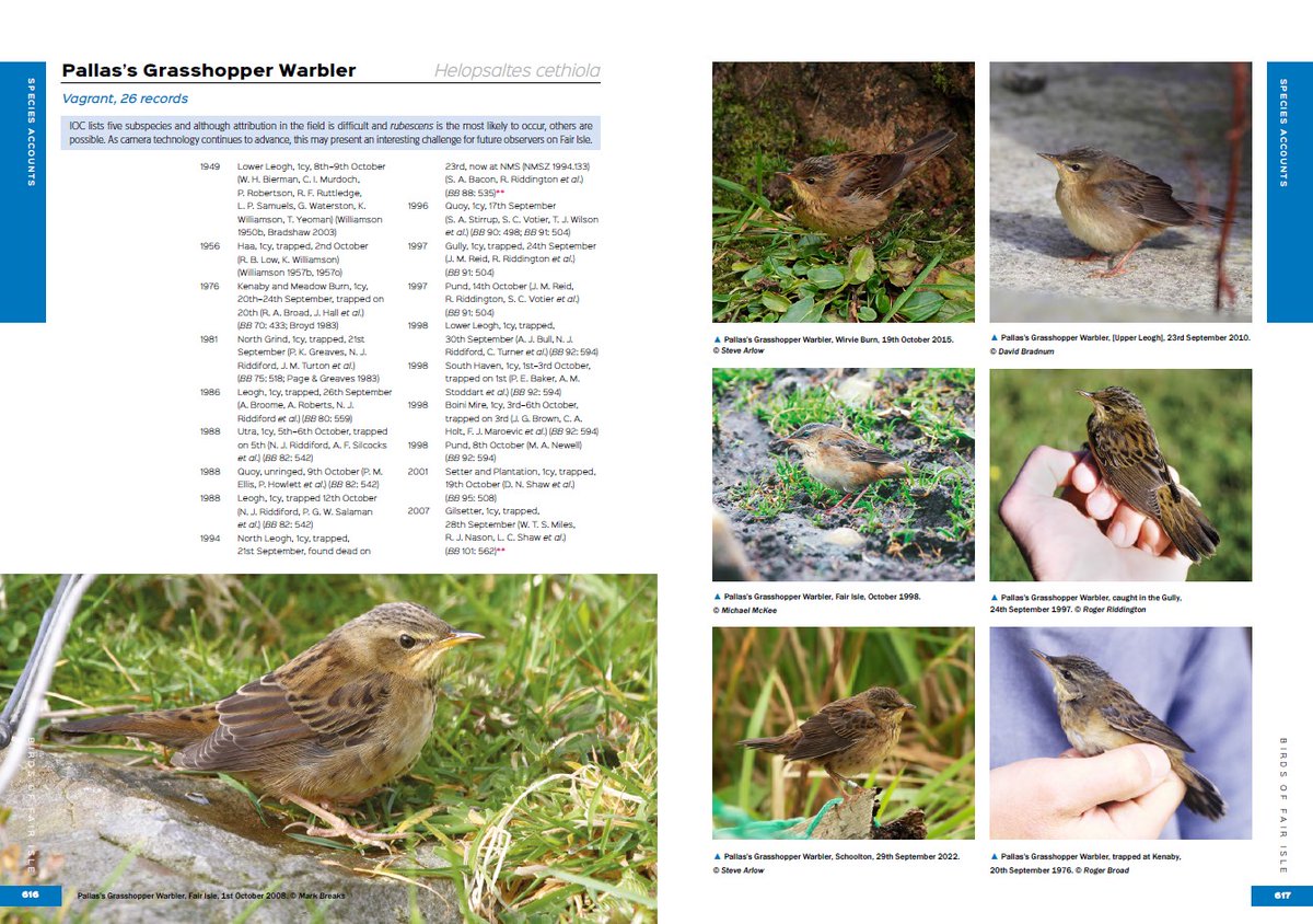 Fair Isle Bird Observatory tweet media